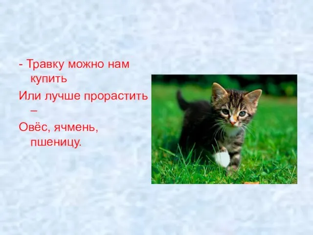 - Травку можно нам купить Или лучше прорастить – Овёс, ячмень, пшеницу.