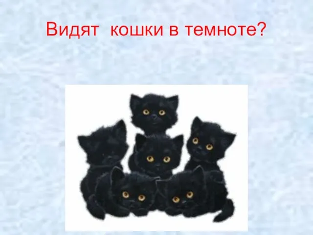 Видят кошки в темноте?