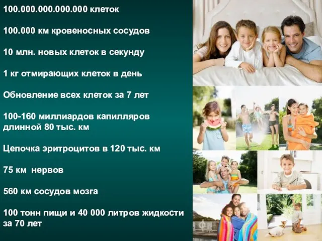 100.000.000.000.000 клеток 100.000 км кровеносных сосудов 10 млн. новых клеток в секунду