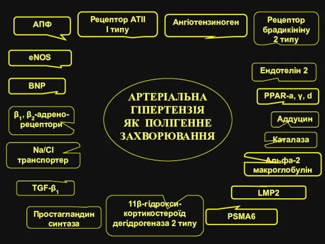 АРТЕРІАЛЬНА ГІПЕРТЕНЗІЯ ЯК ПОЛІГЕННЕ ЗАХВОРЮВАННЯ PPAR-a, γ, d AПФ Рецептор АТІІ I