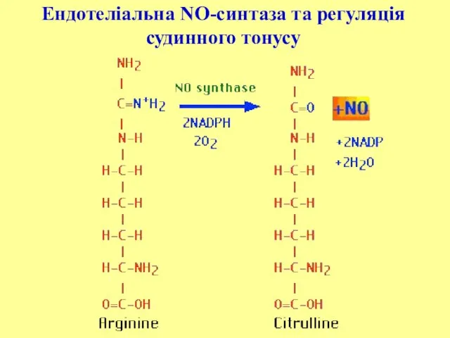 Ендотеліальна NO-синтаза та регуляція судинного тонусу