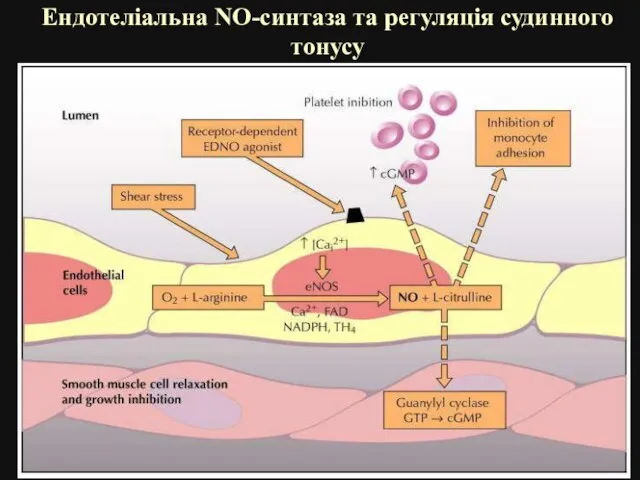Ендотеліальна NO-синтаза та регуляція судинного тонусу
