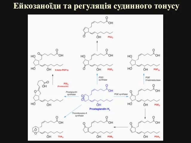 Ейкозаноїди та регуляція судинного тонусу