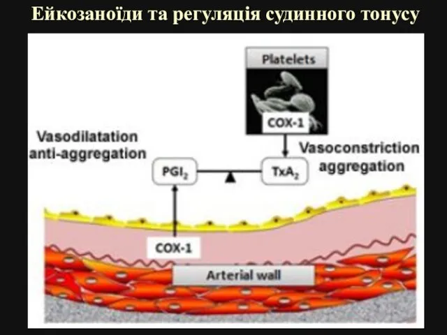 Ейкозаноїди та регуляція судинного тонусу