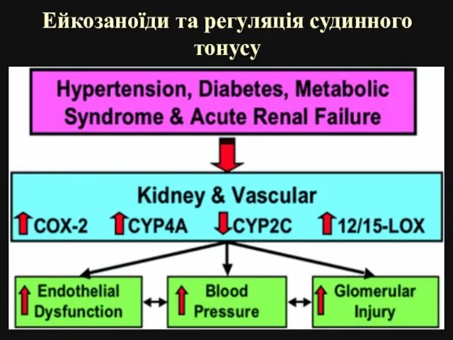 Ейкозаноїди та регуляція судинного тонусу