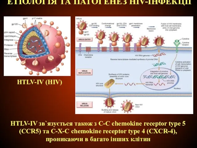 ЕТІОЛОГІЯ ТА ПАТОГЕНЕЗ НIV-ІНФЕКЦІЇ HTLV-IV (HIV) HTLV-IV зв`язується також з C-C chemokine