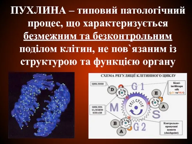 ПУХЛИНА – типовий патологічний процес, що характеризується безмежним та безконтрольним поділом клітин,