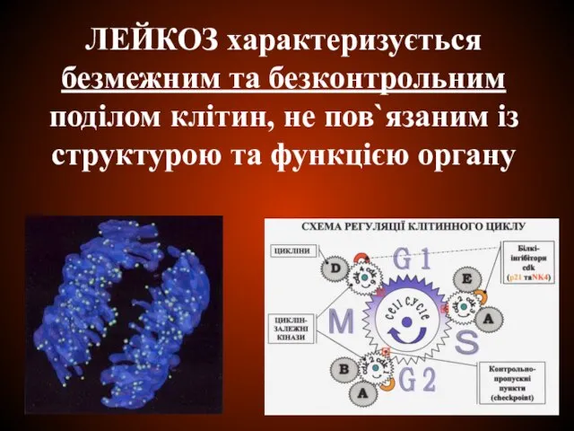ЛЕЙКОЗ характеризується безмежним та безконтрольним поділом клітин, не пов`язаним із структурою та функцією органу