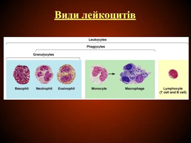 Види лейкоцитів