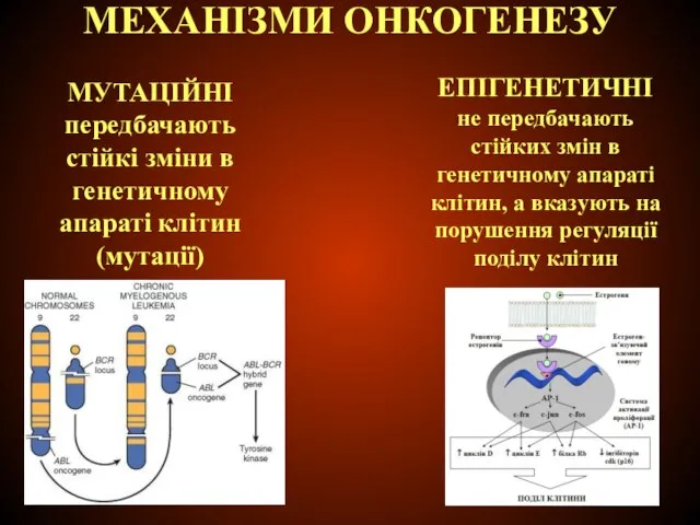 МЕХАНІЗМИ ОНКОГЕНЕЗУ ЕПІГЕНЕТИЧНІ не передбачають стійких змін в генетичному апараті клітин, а