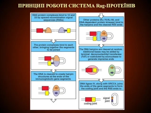 ПРИНЦИП РОБОТИ СИСТЕМА Rag-ПРОТЕЇНІВ