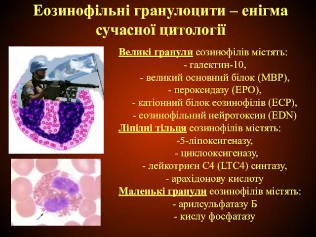 Еозинофільні гранулоцити – енігма сучасної цитології Великі гранули еозинофілів містять: галектин-10, великий