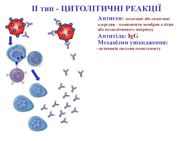 ІІ тип - ЦИТОЛІТИЧНІ РЕАКЦІЇ Антиген: екзогенні або ендогенні алергени – компоненти