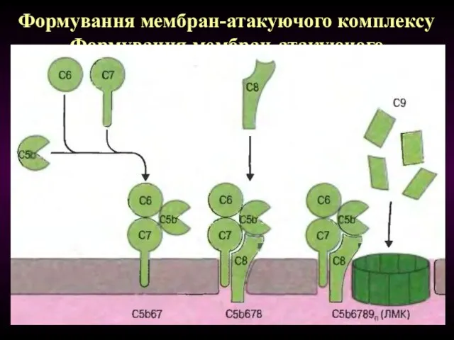 Формування мембран-атакуючого комплексу Формування мембран-атакуючого комплексу