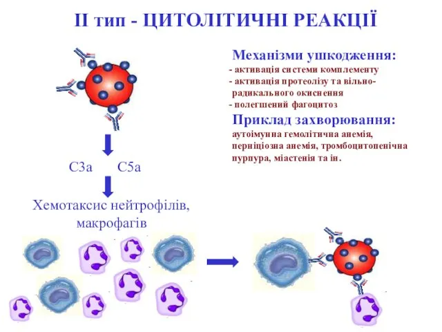 ІІ тип - ЦИТОЛІТИЧНІ РЕАКЦІЇ Механізми ушкодження: активація системи комплементу активація протеолізу