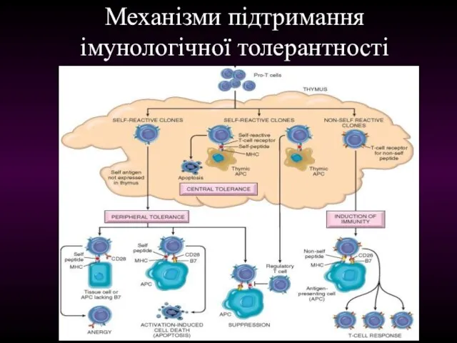 Механізми підтримання імунологічної толерантності