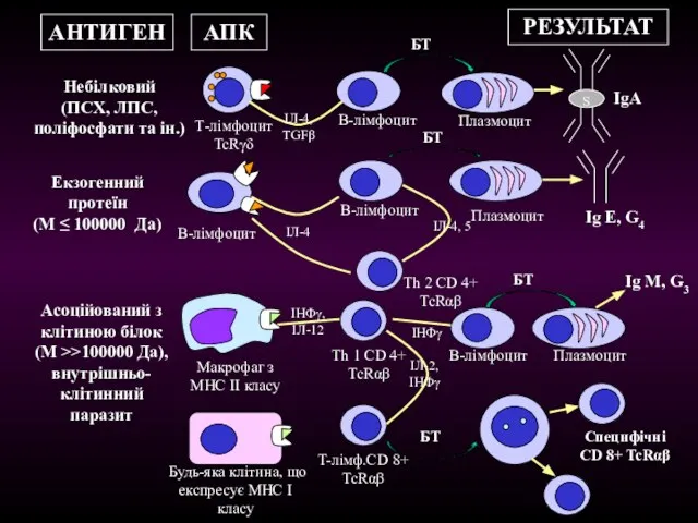 АНТИГЕН АПК РЕЗУЛЬТАТ Т-лімфоцит TcRγδ В-лімфоцит Небілковий (ПСХ, ЛПС, поліфосфати та ін.)