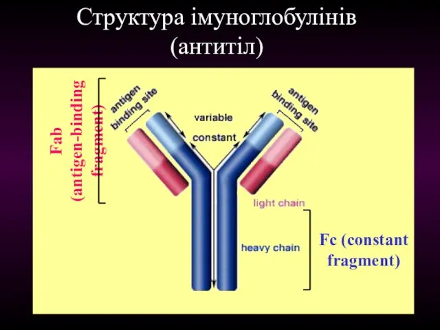 Структура імуноглобулінів (антитіл) Fab (antigen-binding fragment) Fc (constant fragment)