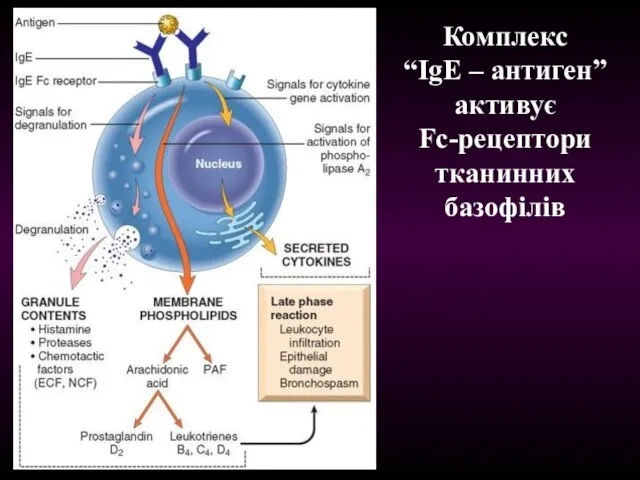 Комплекс “IgE – антиген” активує Fc-рецептори тканинних базофілів