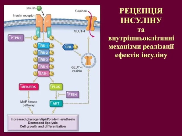 РЕЦЕПЦІЯ ІНСУЛІНУ та внутрішньоклітинні механізми реалізації ефектів інсуліну