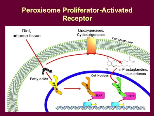 Peroxisome Proliferator-Activated Receptor