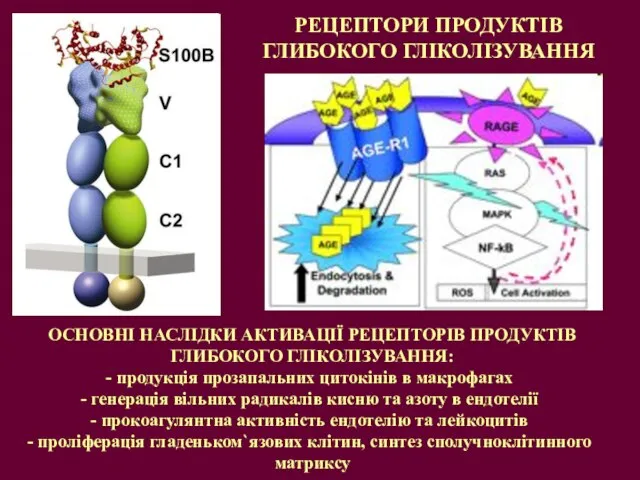 ОСНОВНІ НАСЛІДКИ АКТИВАЦІЇ РЕЦЕПТОРІВ ПРОДУКТІВ ГЛИБОКОГО ГЛІКОЛІЗУВАННЯ: продукція прозапальних цитокінів в макрофагах