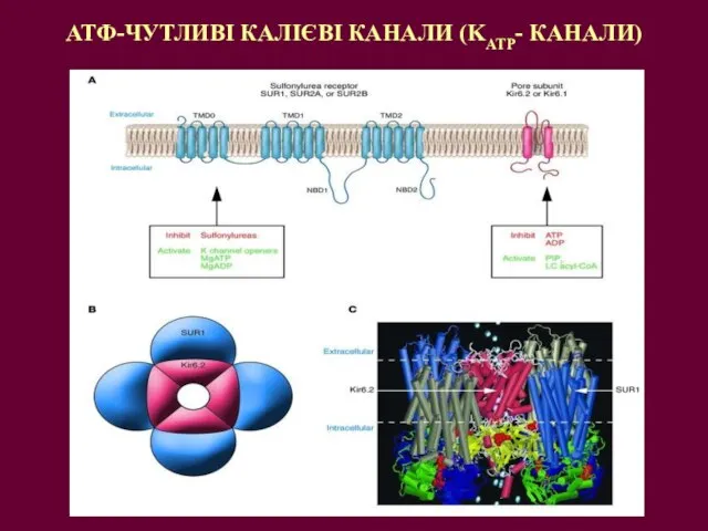 АТФ-ЧУТЛИВІ КАЛІЄВІ КАНАЛИ (KATP- КАНАЛИ)