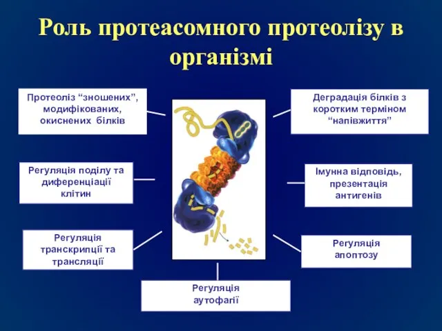 Роль протеасомного протеолізу в організмі Протеоліз “зношених”, модифікованих, окиснених білків Регуляція поділу