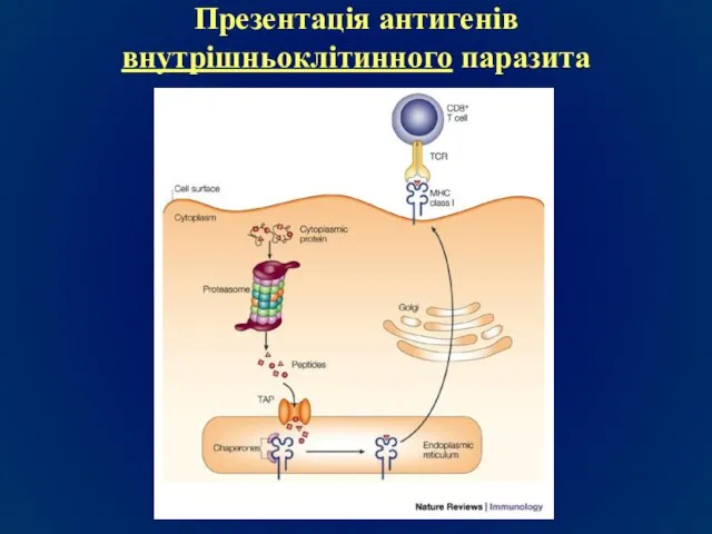 Презентація антигенів внутрішньоклітинного паразита