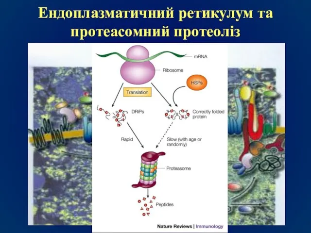 Ендоплазматичний ретикулум та протеасомний протеоліз