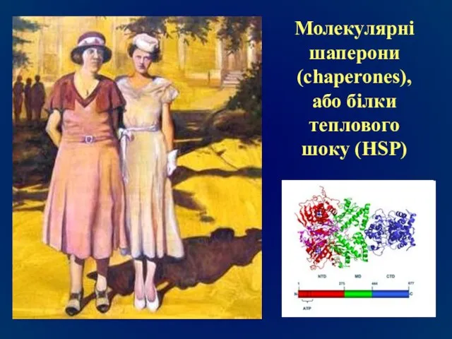 Молекулярні шаперони (chaperones), або білки теплового шоку (HSP)