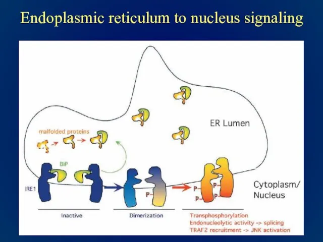 Endoplasmic reticulum to nucleus signaling