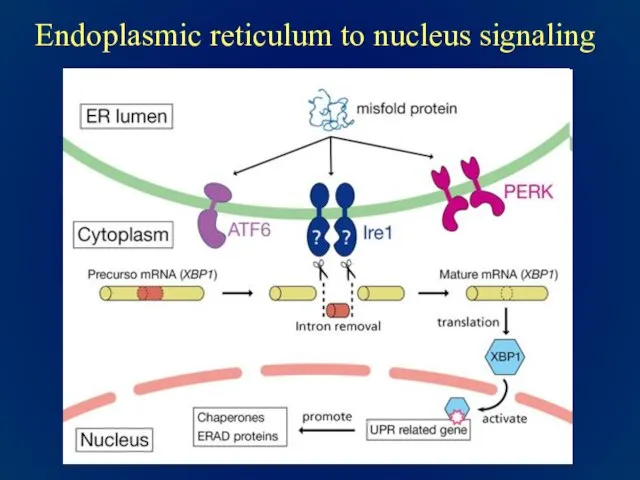 Endoplasmic reticulum to nucleus signaling