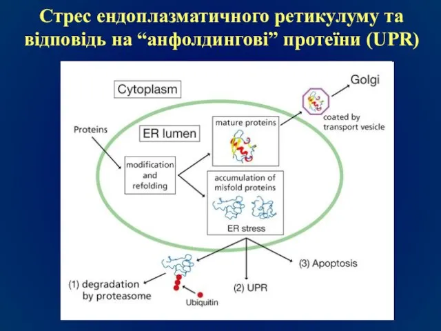 Стрес ендоплазматичного ретикулуму та відповідь на “анфолдингові” протеїни (UPR)