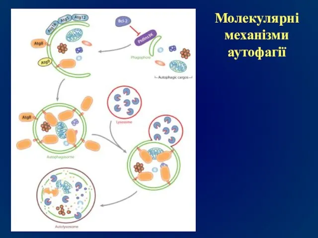 Молекулярні механізми аутофагії