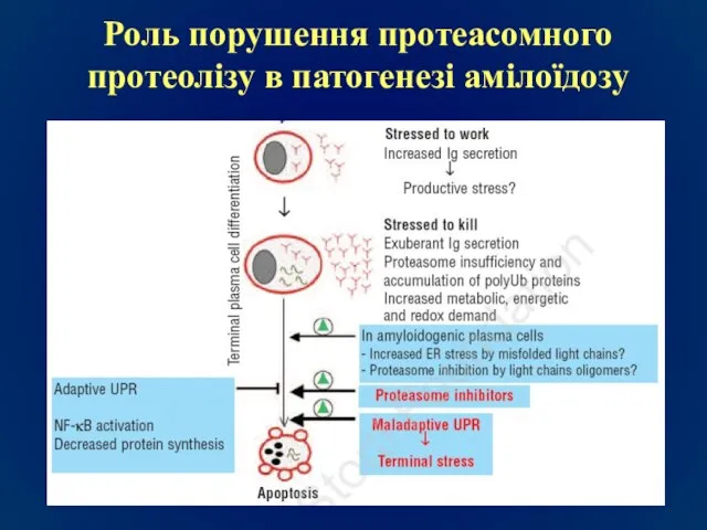 Роль порушення протеасомного протеолізу в патогенезі амілоїдозу