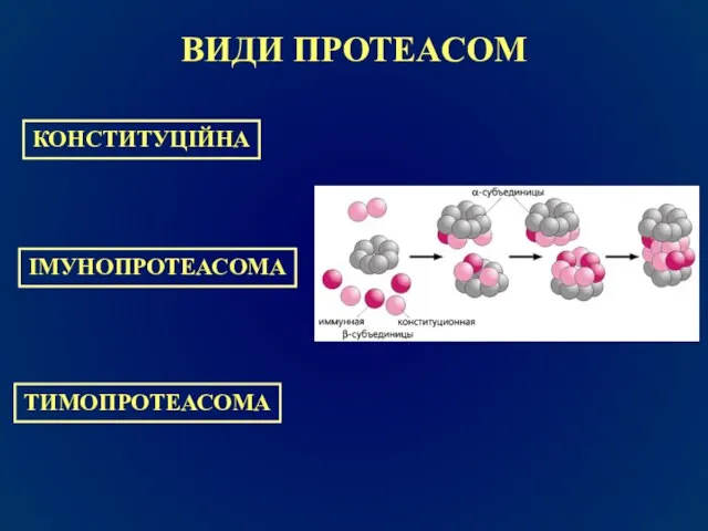 ВИДИ ПРОТЕАСОМ ІМУНОПРОТЕАСОМА КОНСТИТУЦІЙНА ТИМОПРОТЕАСОМА