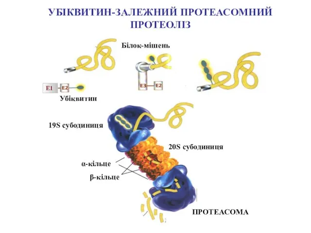 Білок-мішень Убіквитин E1 ПРОТЕАСОМА 20S cубодиниця α-кільце β-кільце 19S cубодиниця УБІКВИТИН-ЗАЛЕЖНИЙ ПРОТЕАСОМНИЙ ПРОТЕОЛІЗ