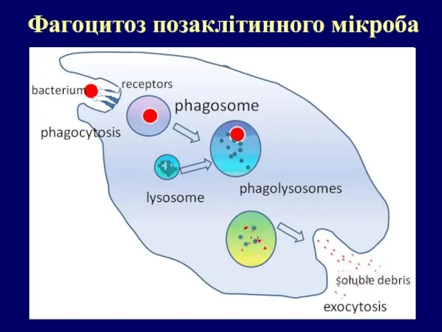 Фагоцитоз позаклітинного мікроба