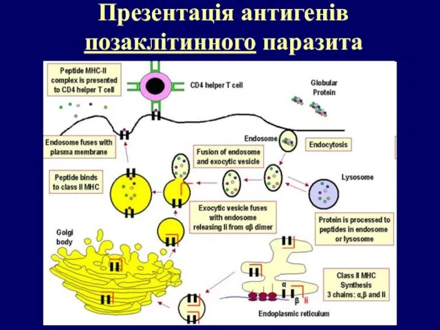 Презентація антигенів позаклітинного паразита