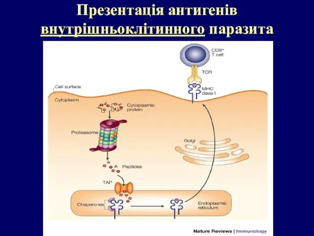 Презентація антигенів внутрішньоклітинного паразита