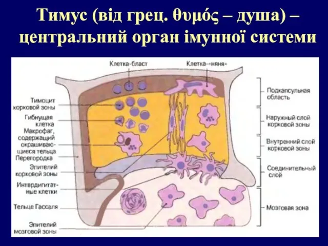 Тимус (від грец. θυμός – душа) – центральний орган імунної системи