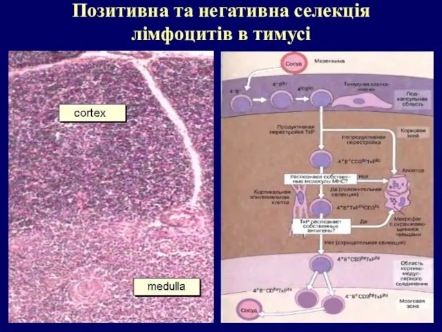 Позитивна та негативна селекція лімфоцитів в тимусі