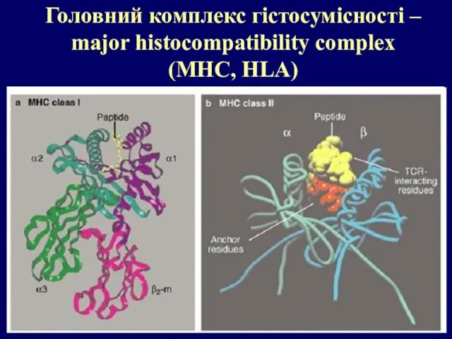 Головний комплекс гістосумісності – major histocompatibility complex (MHC, HLA)