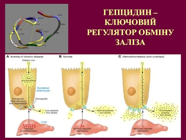 ГЕПЦИДИН – КЛЮЧОВИЙ РЕГУЛЯТОР ОБМІНУ ЗАЛІЗА