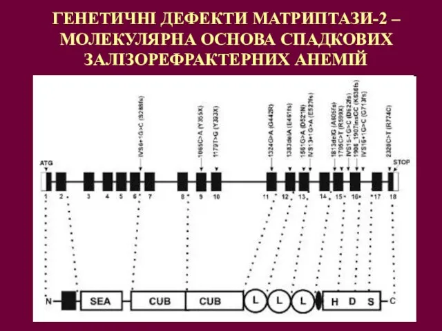 ГЕНЕТИЧНІ ДЕФЕКТИ МАТРИПТАЗИ-2 – МОЛЕКУЛЯРНА ОСНОВА СПАДКОВИХ ЗАЛІЗОРЕФРАКТЕРНИХ АНЕМІЙ