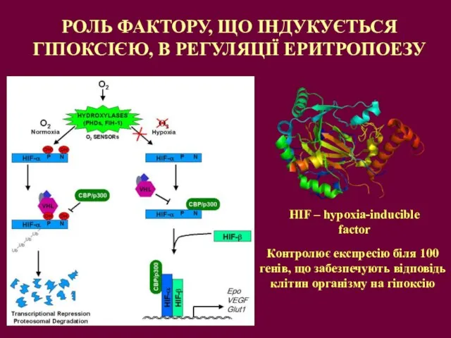 РОЛЬ ФАКТОРУ, ЩО ІНДУКУЄТЬСЯ ГІПОКСІЄЮ, В РЕГУЛЯЦІЇ ЕРИТРОПОЕЗУ HIF – hypoxia-inducible factor