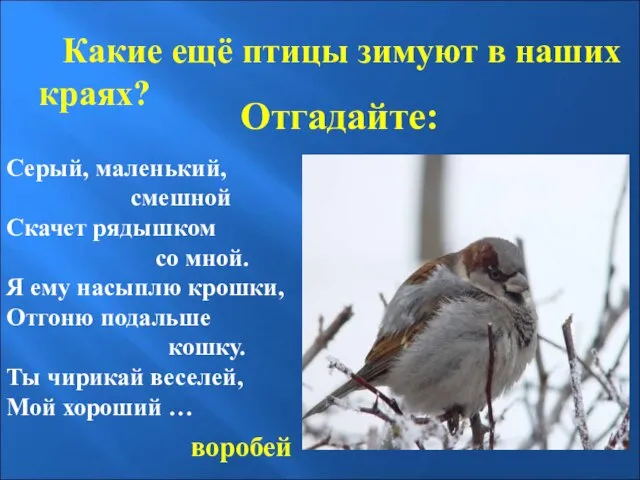 Отгадайте: Какие ещё птицы зимуют в наших краях? Серый, маленький, смешной Скачет