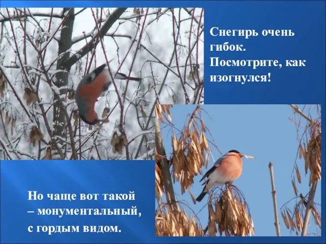 Снегирь очень гибок. Посмотрите, как изогнулся! Но чаще вот такой – монументальный, с гордым видом.