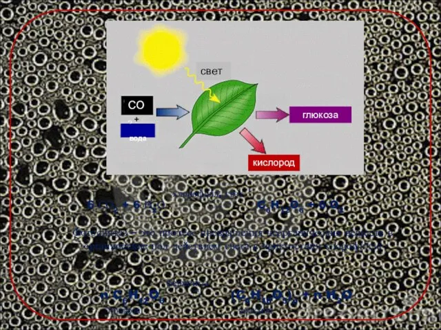 Фотосинтез – это процесс превращения неорганических веществ в органические под действием света
